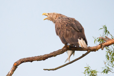 White-tailed Eagle territorial call