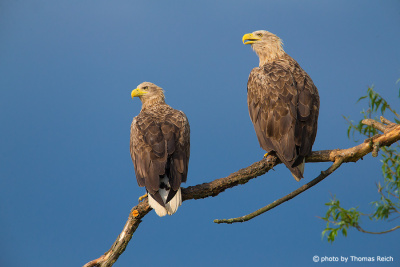 White-tailed Eagle male vs female