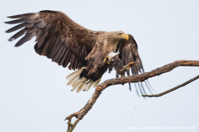 White-tailed eagle landing with prey on tree