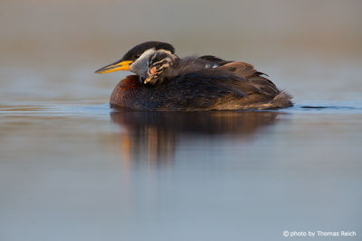 Red-necked Grebe with baby on its back
