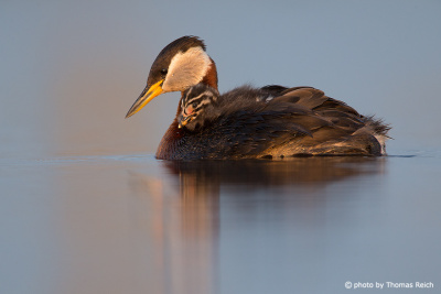Floating red neck grebe family