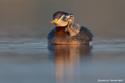 Red-necked Grebe with young