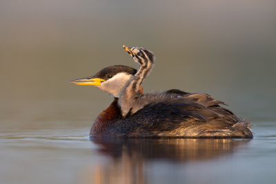 Red-necked Grebe with chick in the lake