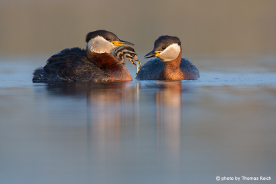 Red-necked Grebe chick with fish