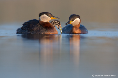 Red-necked Grebes feeding the chick