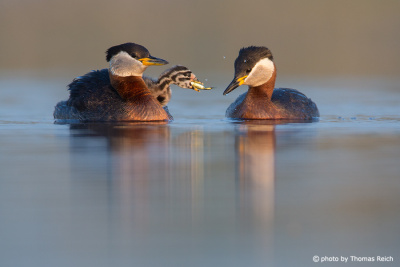 Red-necked grebe chick eats fish
