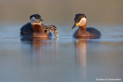 Little Red-necked grebe gobbles up fish