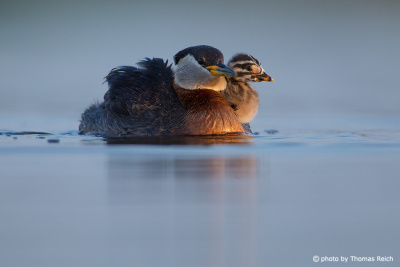 Red-necked Grebe water taxi