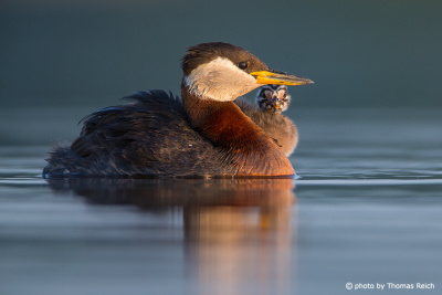 Red-necked Grebe with young animal