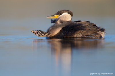 Red-necked Grebe chick stretching out