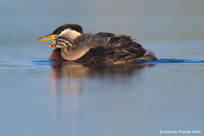 Swimming Red-necked Grebe with chick on the back