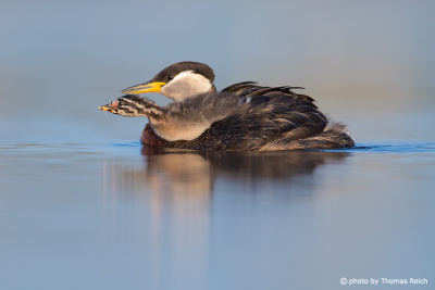 Red-necked Grebe with offspring on the back