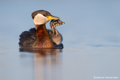 Red-necked Grebe with young grebe