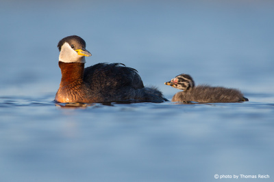 Behaviour of Red-necked Grebe