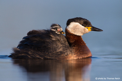 Red-necked Grebe with baby