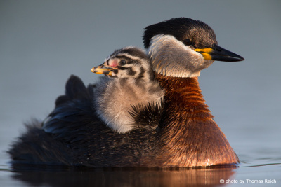 Close up Red-necked Grebe and chick
