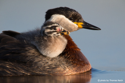 Portrait Red-necked Grebe chick