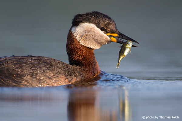 Red necked Grebe with fish in beak