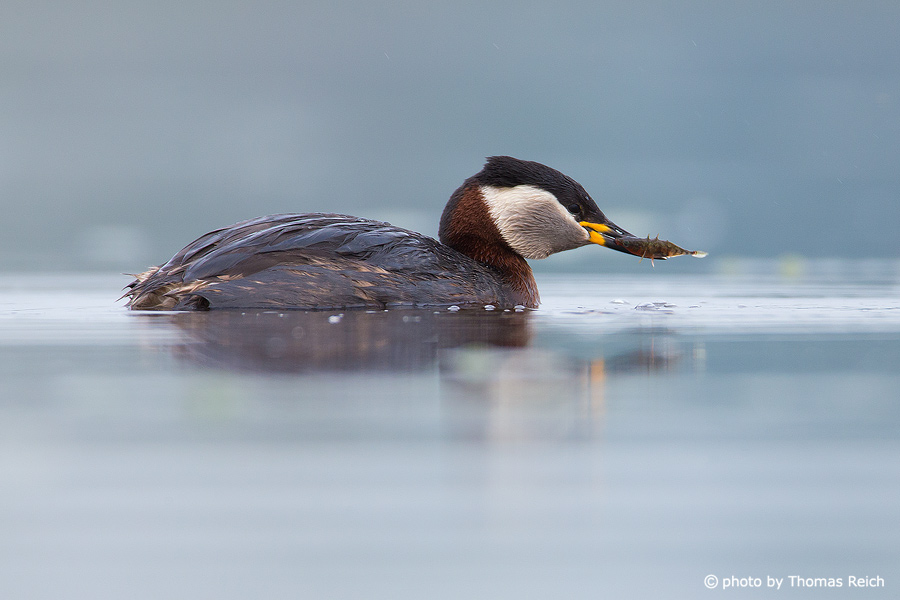Red-necked Grebe with prey in beak