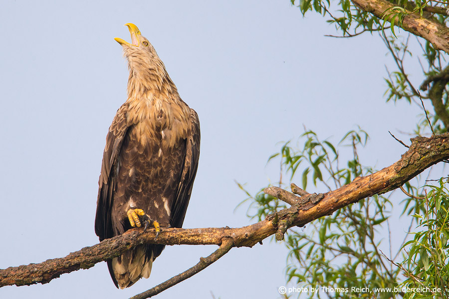 Closeup of white-tailed eagle female calling