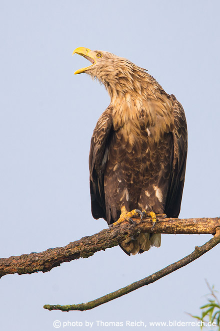 White-tailed Eagle territory calls