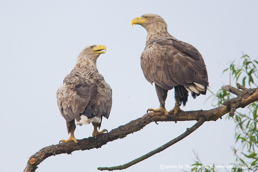 White tailed Eagle couple perching on branch