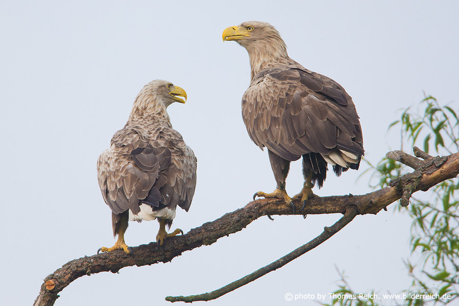 White-tailed Eagle couple on branch