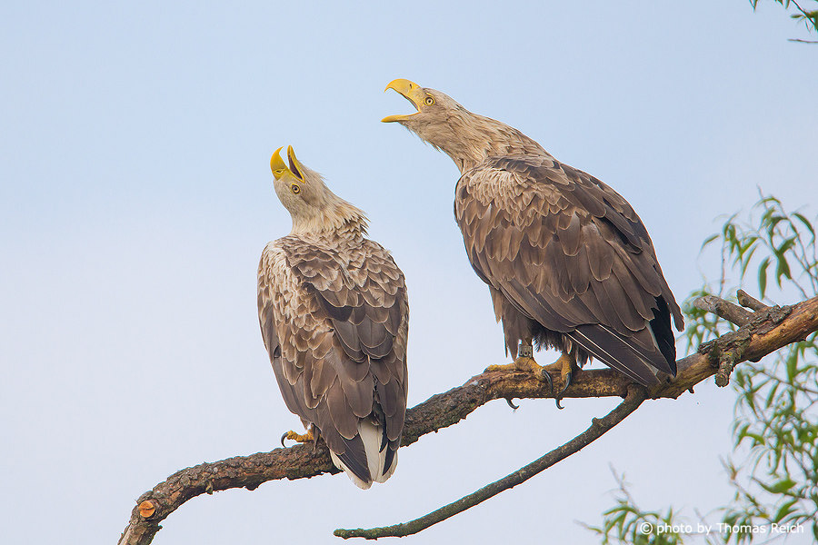 White-tailed eagle courtship ritual call