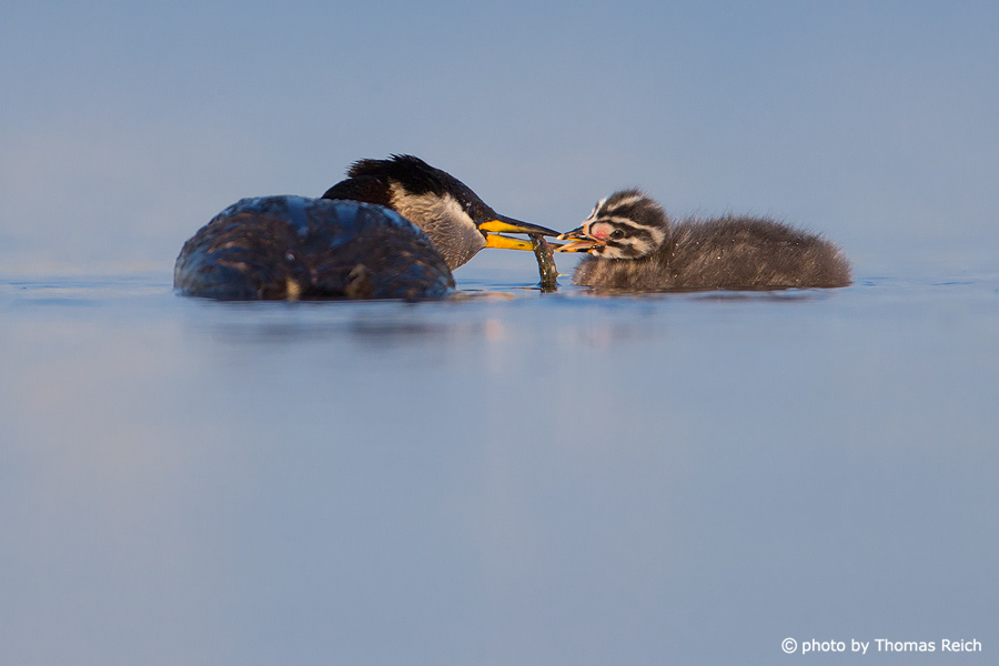 Red-necked Grebe feeds chick