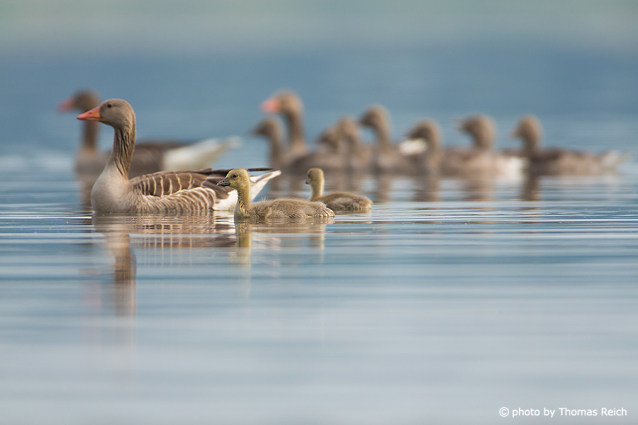 Swimming Greylag Geese group with chicks