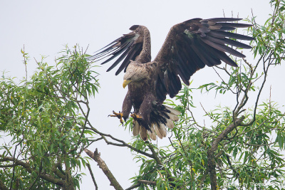 White-tailed eagle lands on willow
