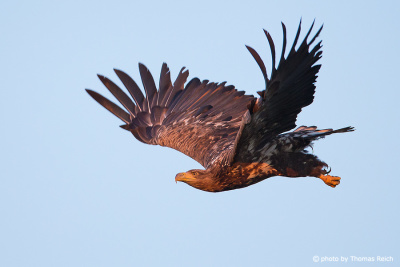 White-tailed Eagle at sunset