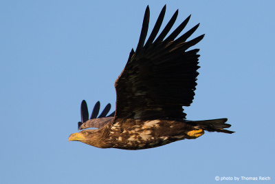 White-tailed Eagle side view