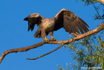 White-tailed Eagle with fish on a branch