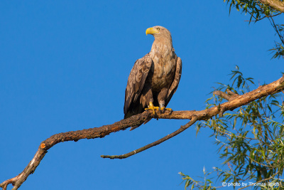 White-tailed Eagle in the morning light