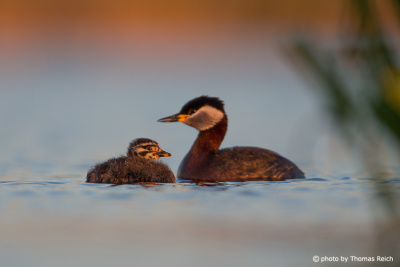Red-necked Grebe swimming with juvenile