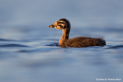 Juvenile Red-necked Grebe side view
