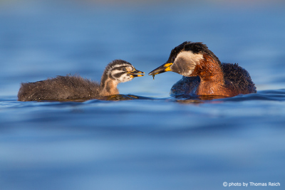 Adult Red-necked Grebe feeding chick