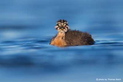 Red-necked Grebe chick swimming in the lake