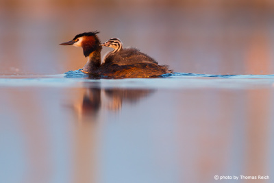 Great Crested Grebe adult carrying chick