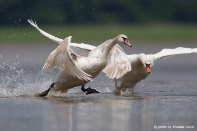 Two Mute Swans starting to fly