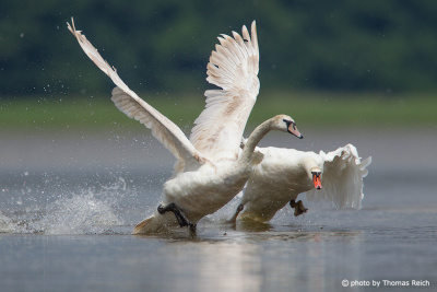 Mute Swans are domestic in Germany