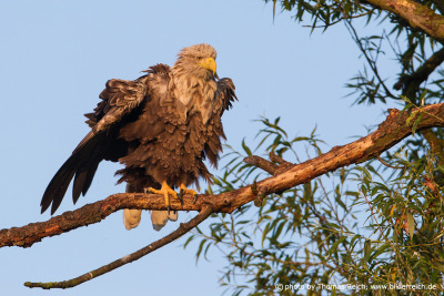White tailed eagle shakes plumage