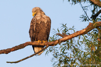 White tailed eagle sits on old branch