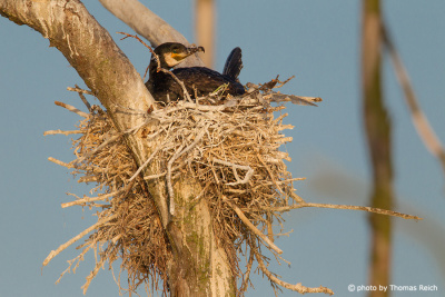 Great Cormorant nest in tree