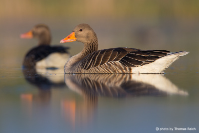 Greylag Goose reflects in water