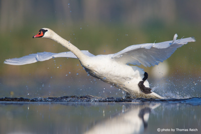 Mute Swan starting the flight
