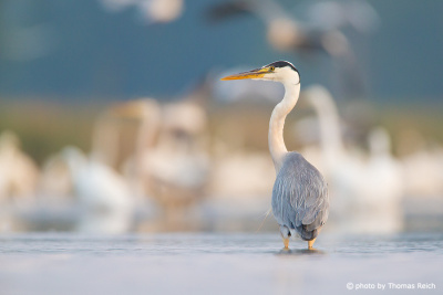 Grey Heron standing in shallow waters