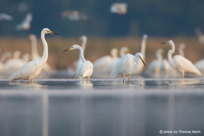 Colony of Great Egrets in winter