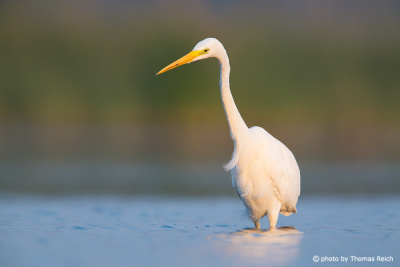 Great Egret in the marshland